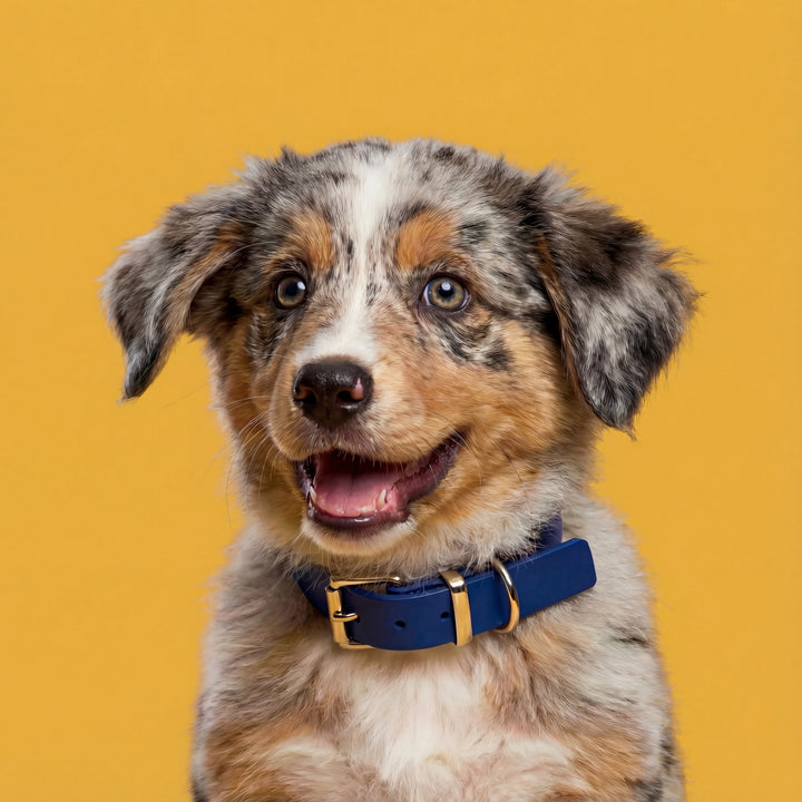 Leather collar Navy