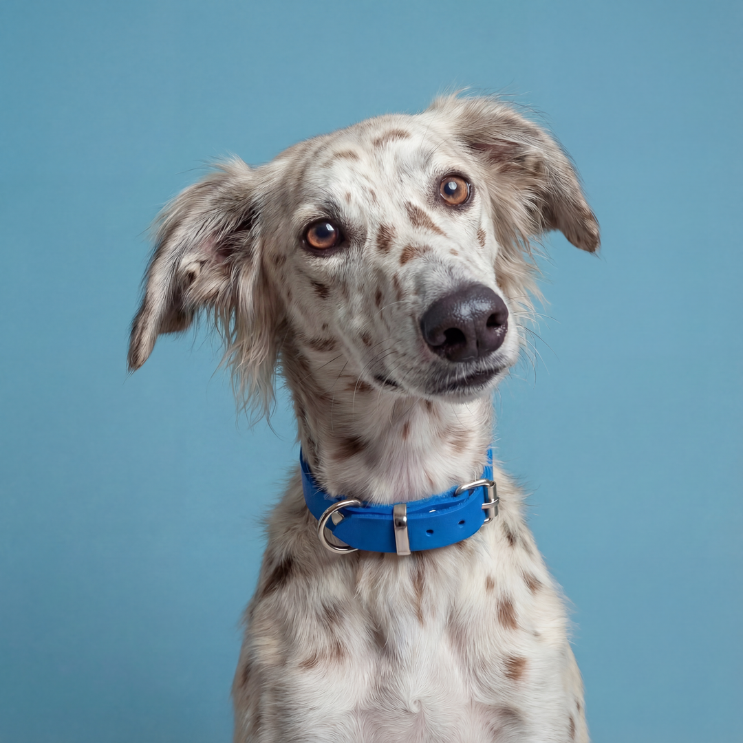 Leather collar Bright Blue