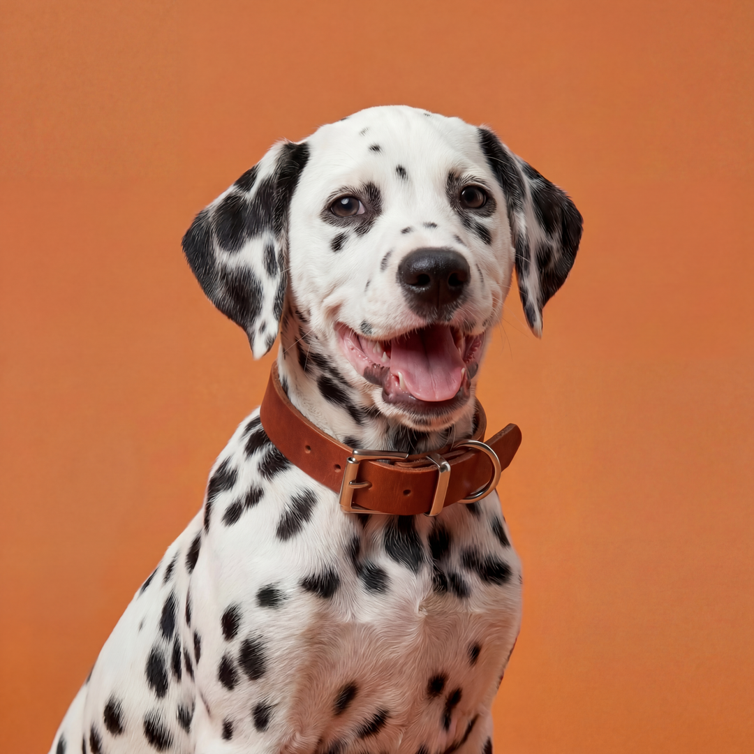 Leather collar Classic Brown