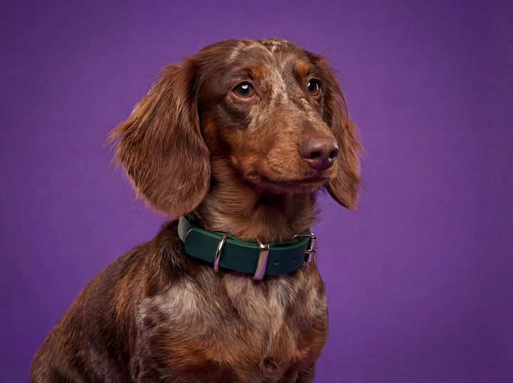 Leather collar Forest Green