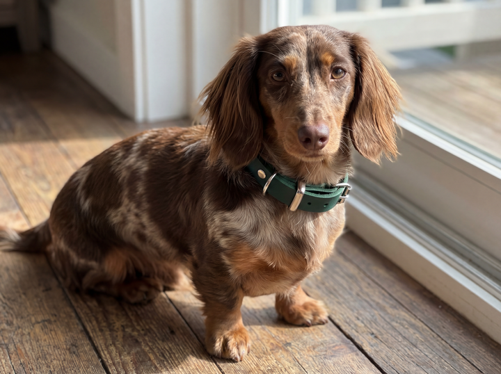 Leather collar Forest Green