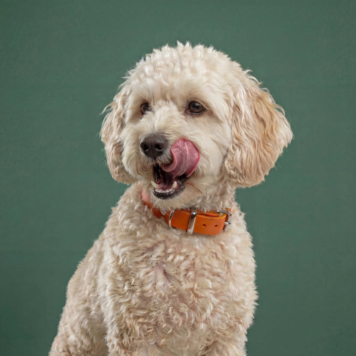 Leather collar Orange